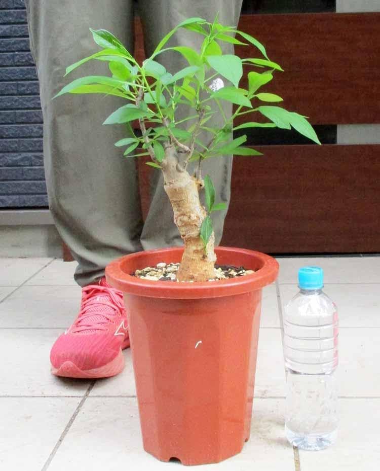 現品】発根済 大株 バオバブの木 バオバブ・ディギタータ 7号鉢 P5番